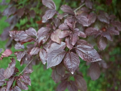 Purple Leafed Plum (Prunus “Nigra”) - Image 2