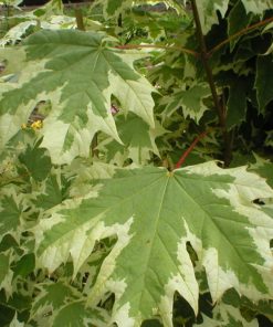 Alternative view of Variegated Maple Trees (Acer Drumundii)