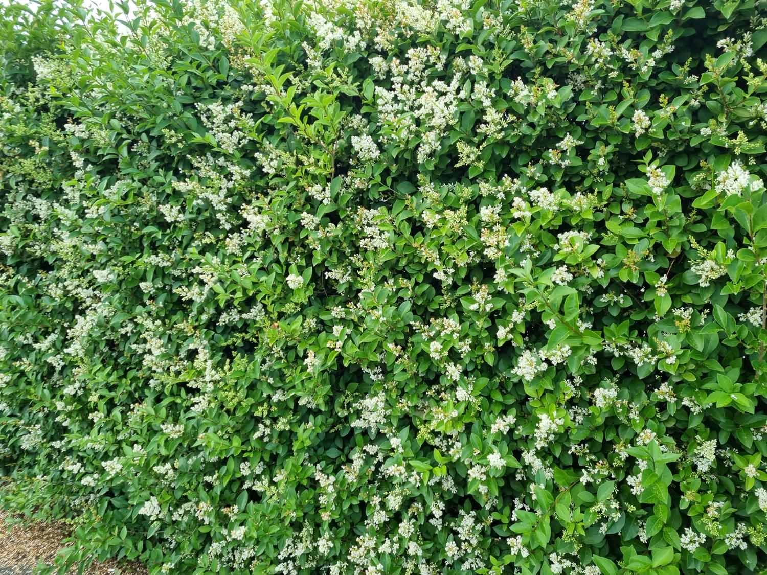 Green Privet Hedges (Ligustrum Ovalifolium) - Image 4