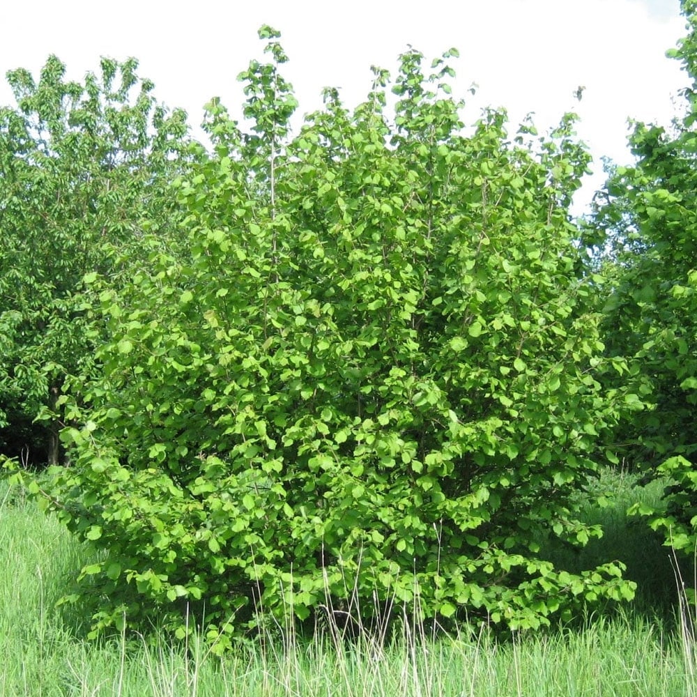 Hazel Hedge (Corylus Aveliana) - Image 2