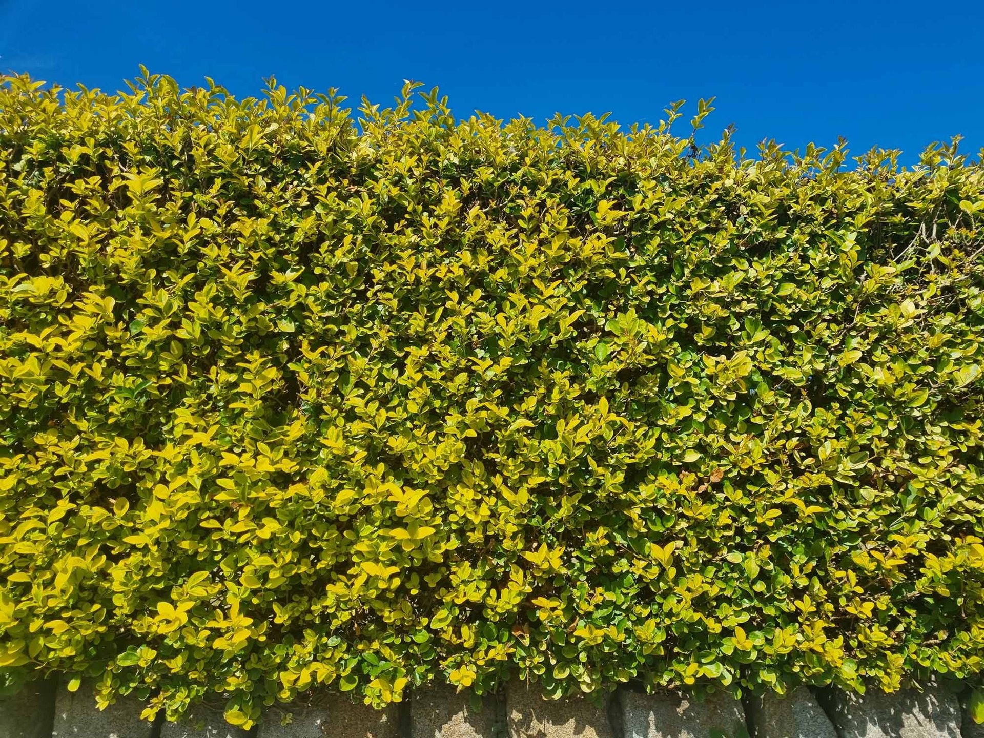 Golden Privet Hedges