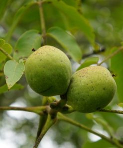 Alternative view of Walnut Trees (Juglans Regia)