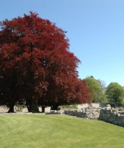 Alternative view of Copper Beech Trees (Fagus Sylvatica  Purpurea)