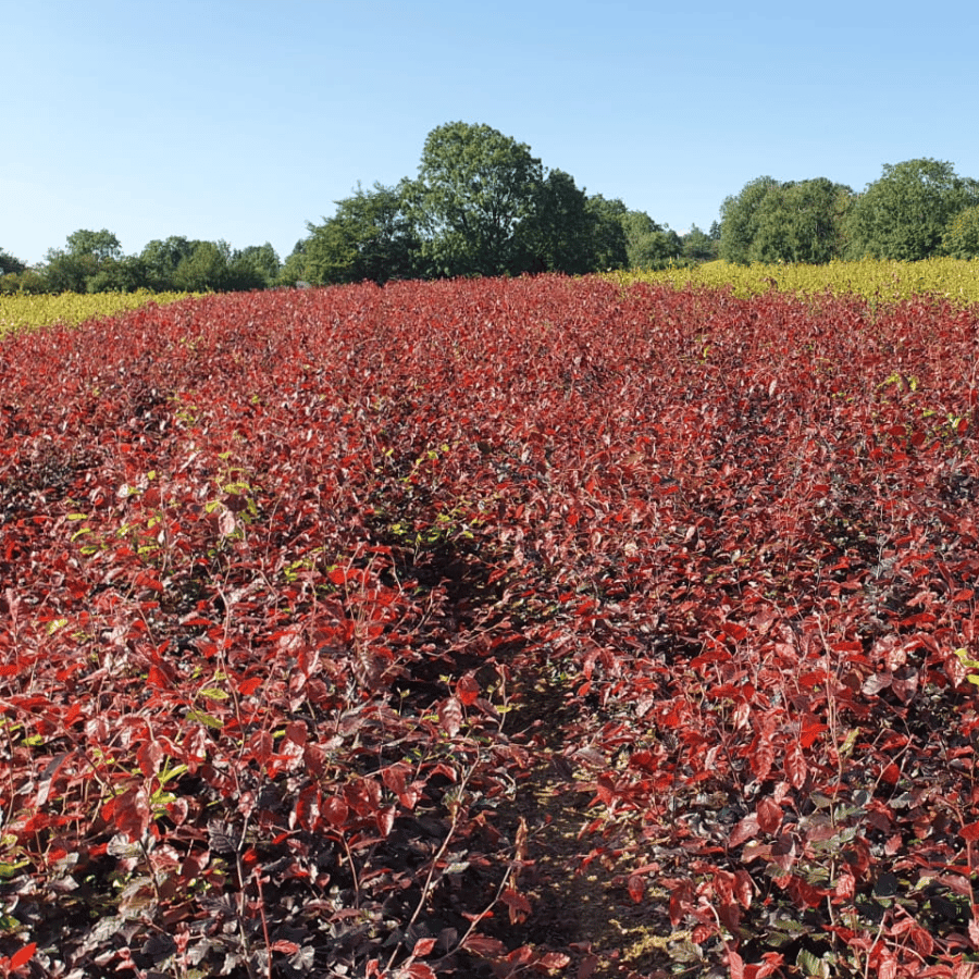 Copper Beech Hedges (Fagus Sylvatica Purpurea) - Image 4