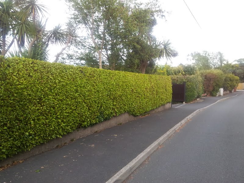 Mature Griselenia Hedges (Griselinia Littoralis)