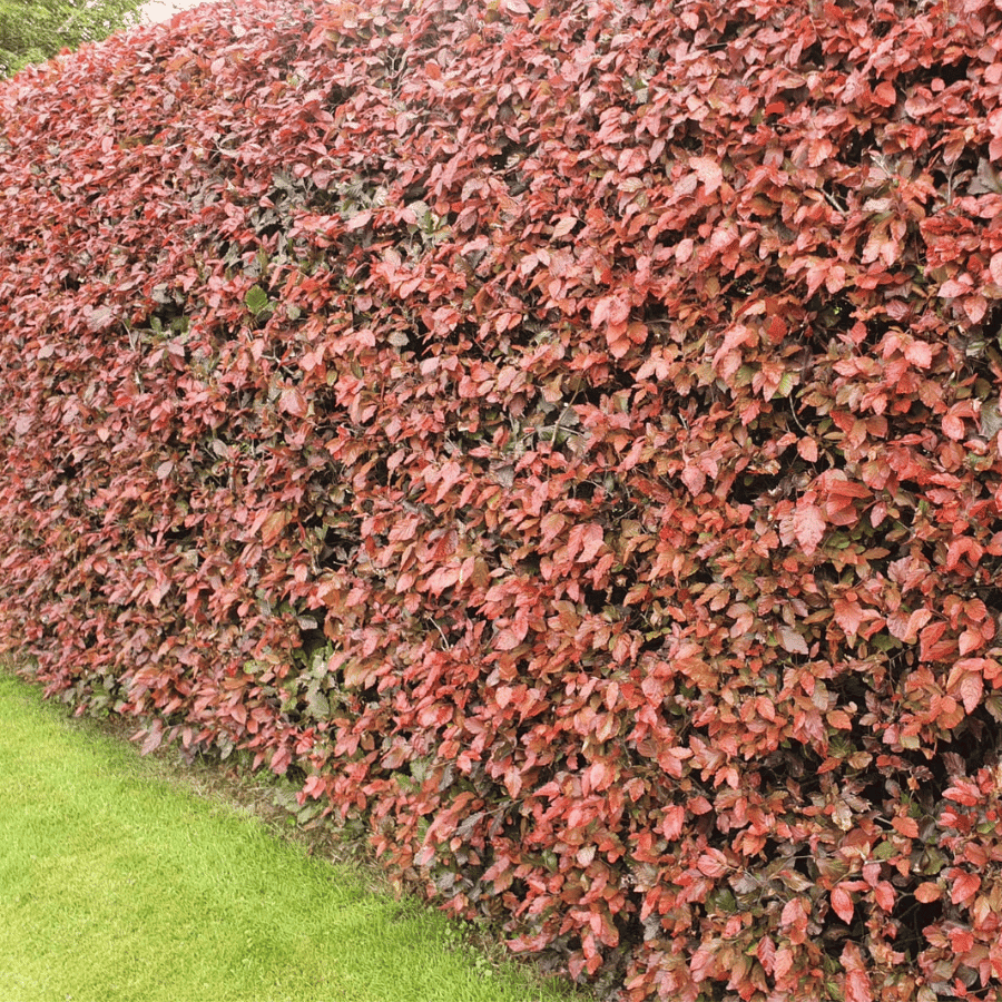 copper beech 1