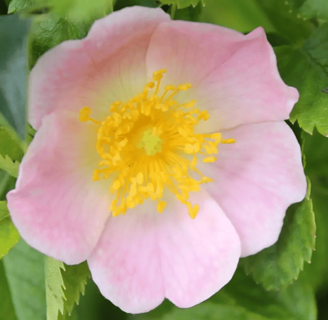 dog rose hedging