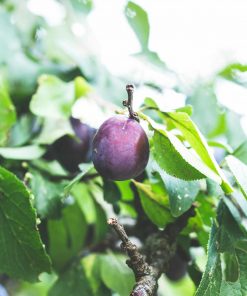 Alternative view of Plum Trees