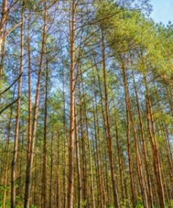 Alder Trees (Alnus Glutinosa)