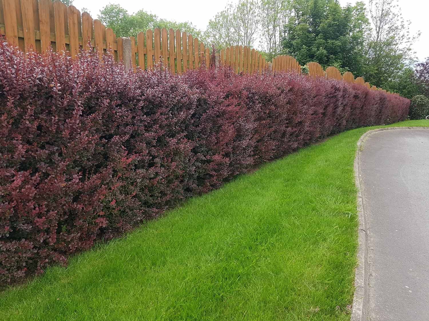 Berberis Hedges - Image 4
