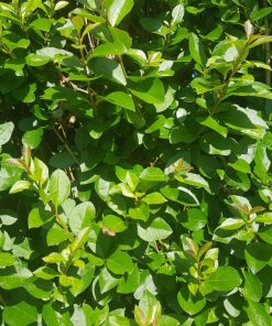 Alternative view of Green Privet Hedges (Ligustrum Ovalifolium)