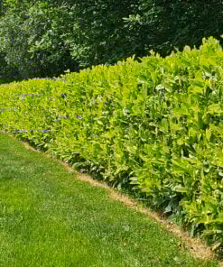 Mature Common Laurel Hedges (Prunus Rotunifolia)