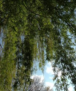 Alternative view of Willow (Salix)