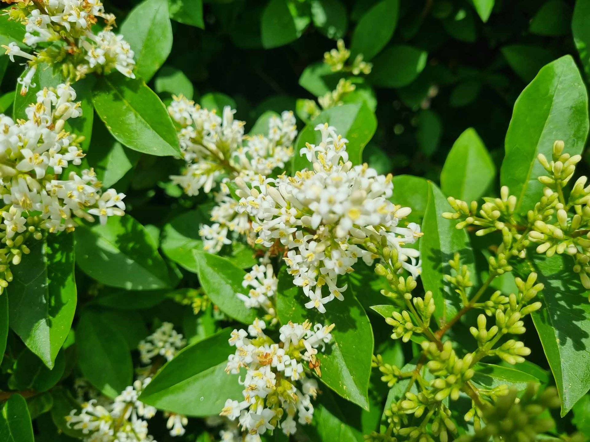 Green Privet Hedges (Ligustrum Ovalifolium) - Image 3