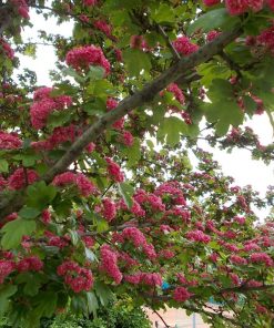 Alternative view of Paul’s Scarlet Tree (Crataegus “Pauls Scarlet”)