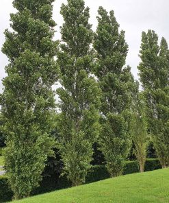 Poplar (Populus)