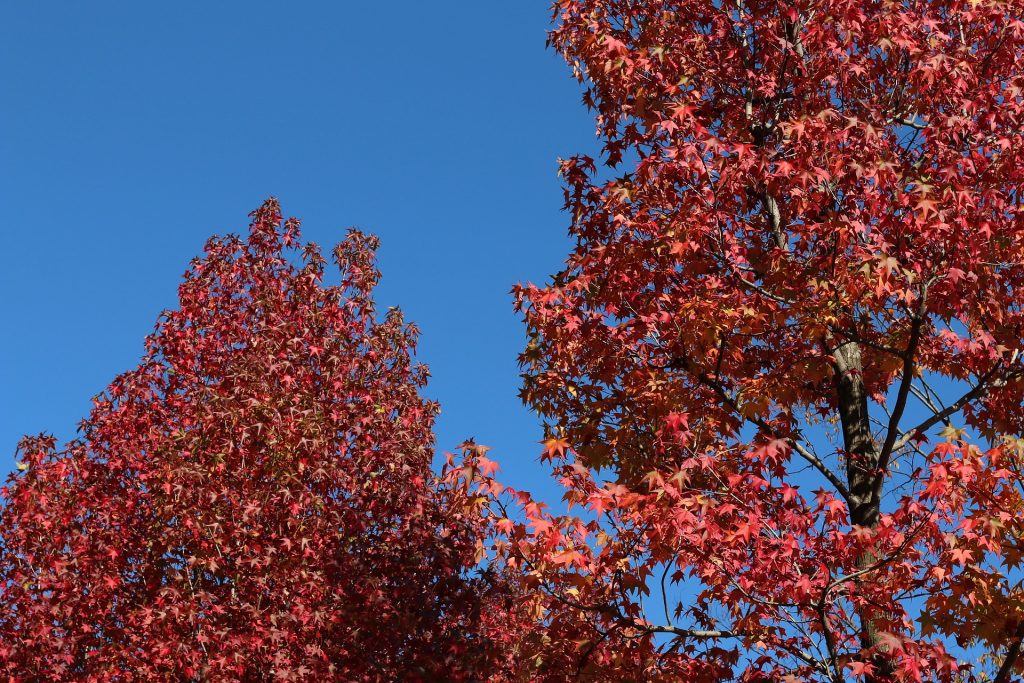 Maple (Acer “Crimson King”)