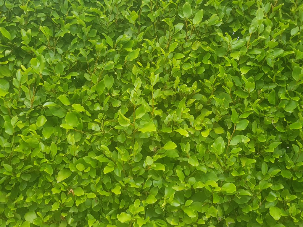 Mature Griselenia Hedges (Griselinia Littoralis) - Image 2