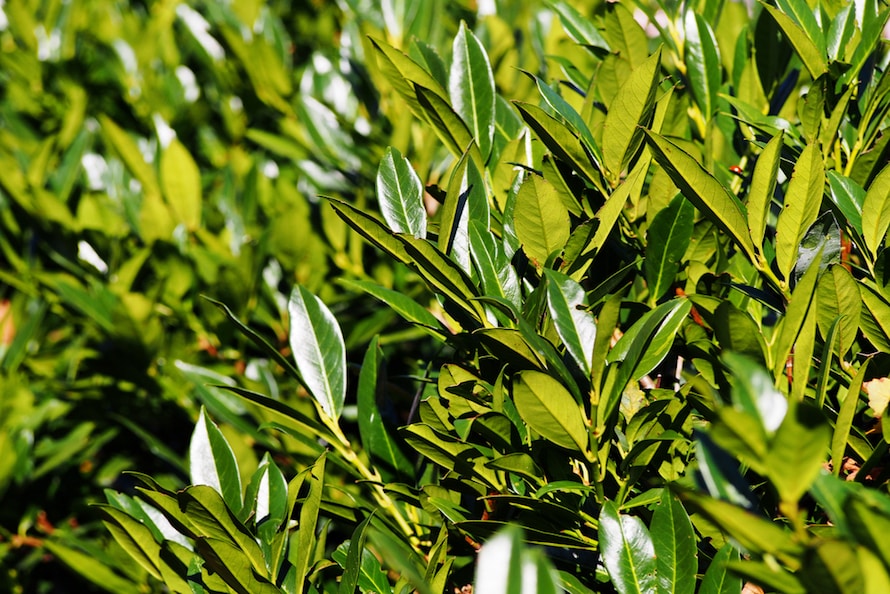 Laurel hedging