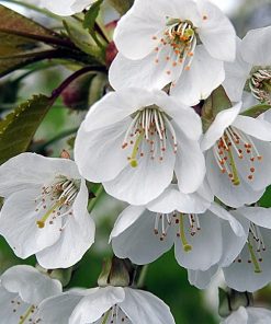 Alternative view of White Flowering Cherry Trees (Prunus Shirotae)