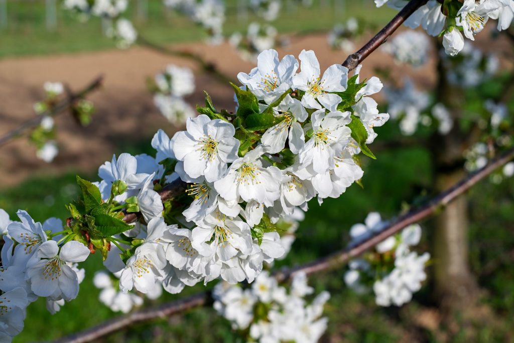 White Flowering Cherry Trees (Prunus Shirotae)
