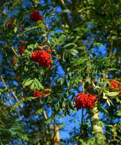 Mountain Ash - Red Berry (Sorbus Aucuparia)