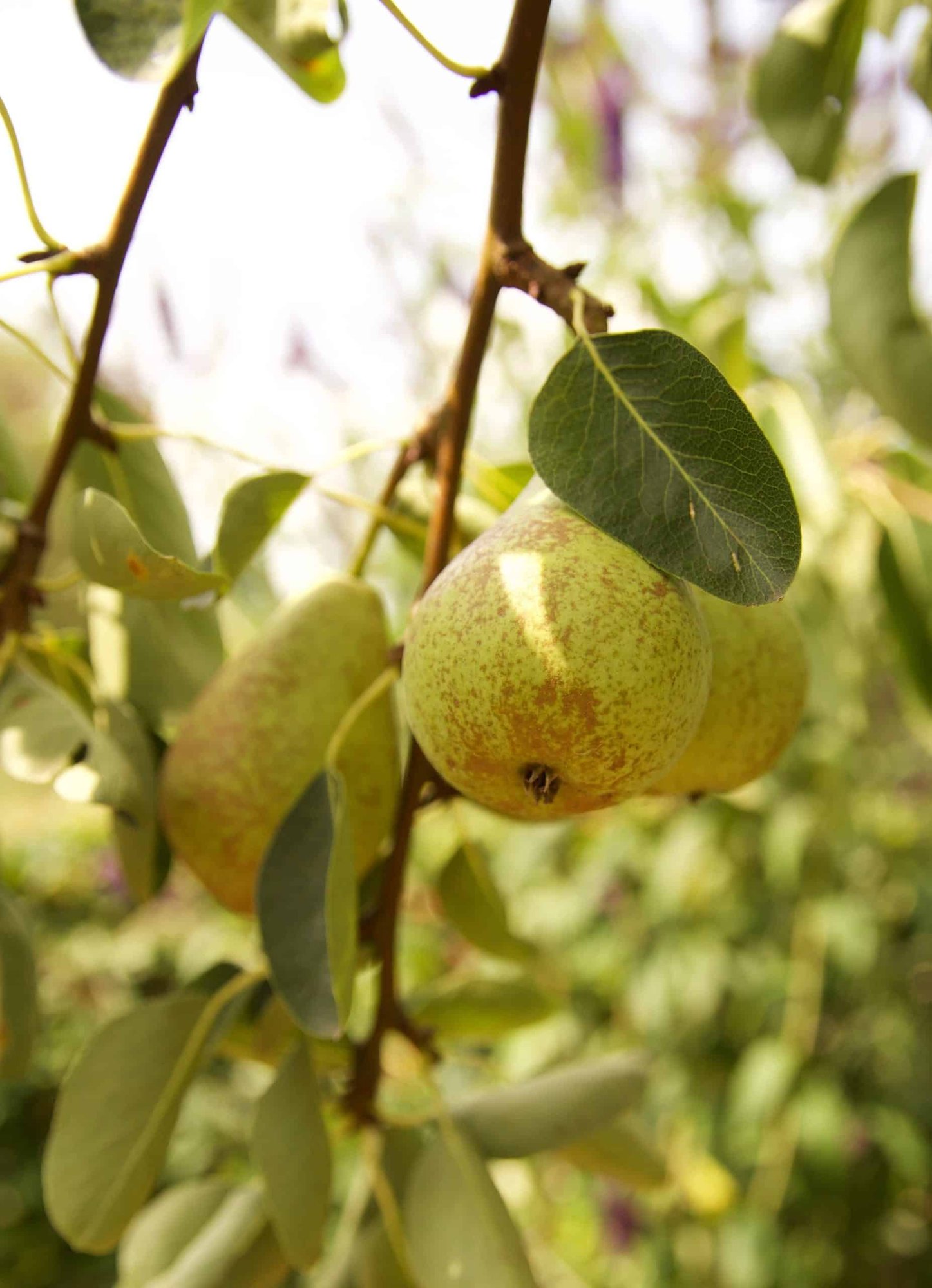 Pear Trees - Image 2