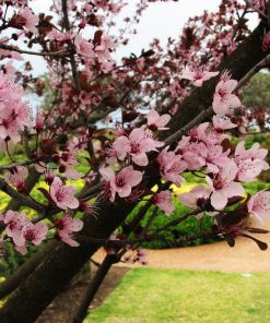 Purple Leafed Plum (Prunus “Nigra”)