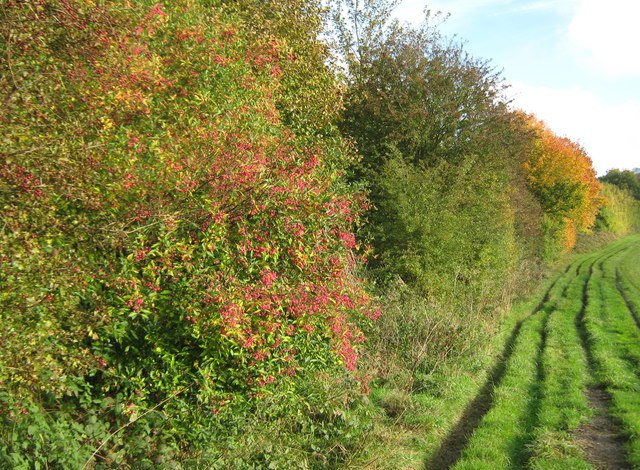 Spindle Bush (Euonymus Euroapeus) - Image 2
