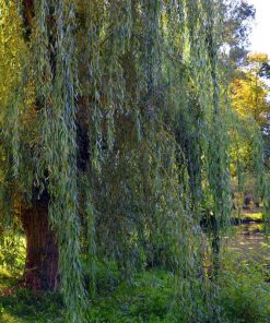 Willow (Salix)