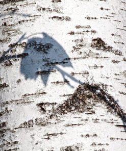 Alternative view of Birch Trees (Betula Pendula)