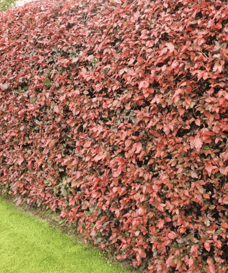 copper beech 1