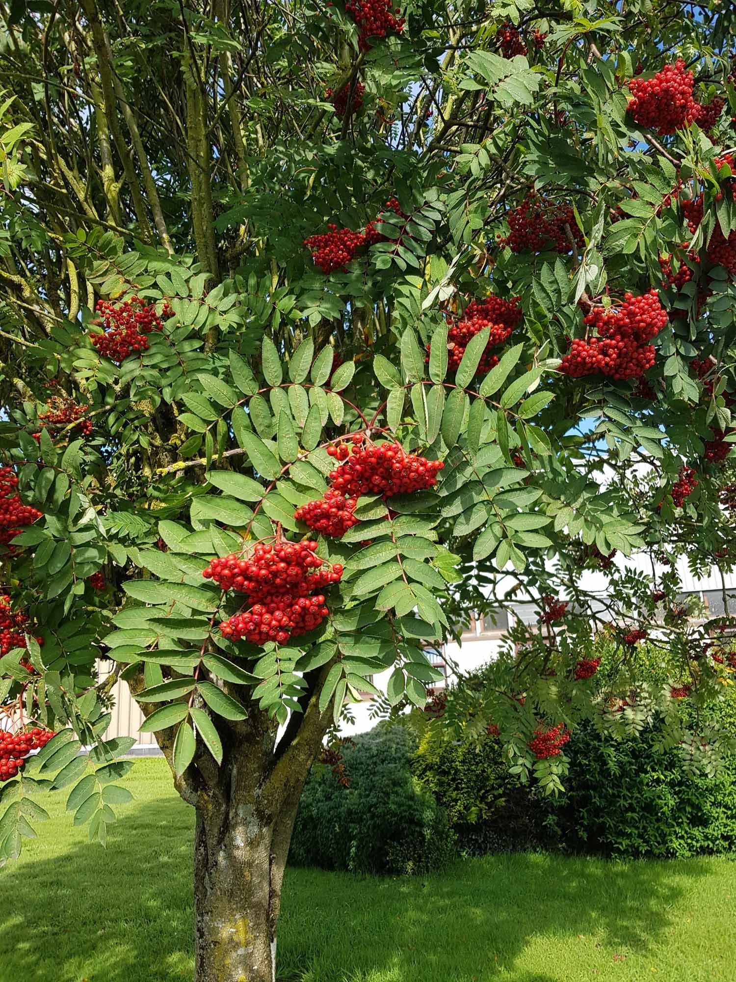 Mountain Ash - Red Berry (Sorbus Aucuparia) - Image 5