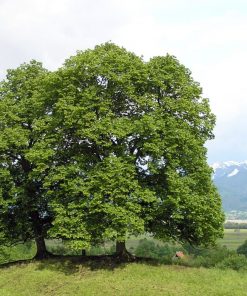 Alternative view of Lime Trees