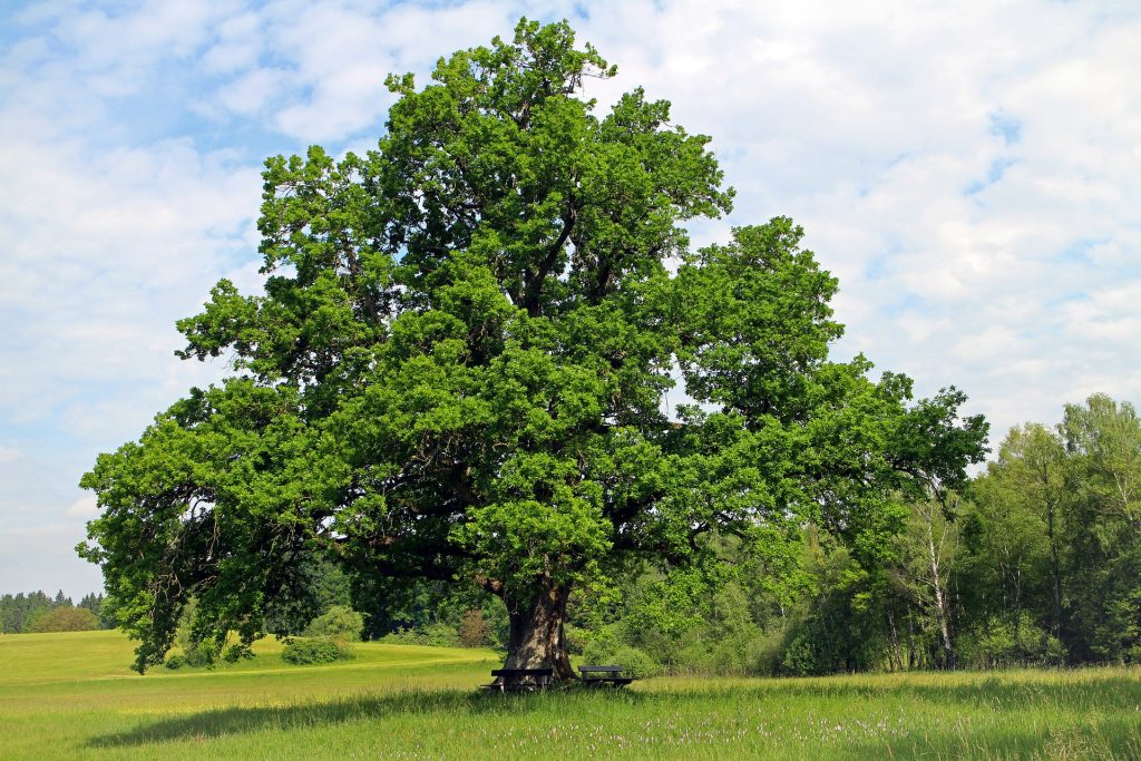 Oak Trees (Querqus Robur)
