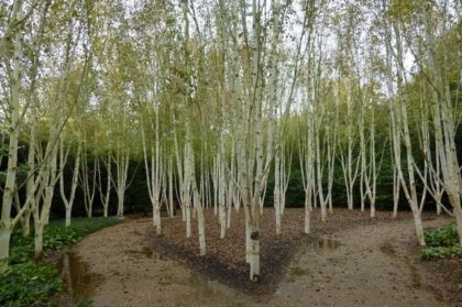 Himalayan Birch (Betula “Jacquemontii”) - Image 2
