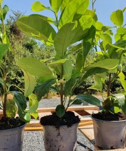 Potted Laurel Hedges