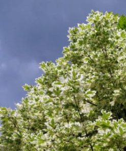 Variegated Maple Trees (Acer Drumundii)