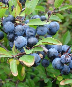 Alternative view of Blackthorn Bush (Prunus Spinosa)