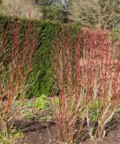 Alternative view of Dogwood Hedges