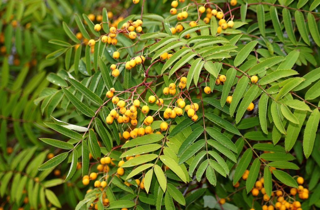 Mountain Ash - Yellow Berry (Sorbus Aucuparia “Joseph Rock”) - Image 2