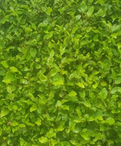 Alternative view of Mature Griselenia Hedges (Griselinia Littoralis)