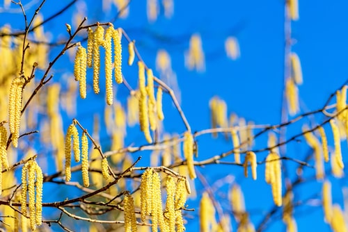 Hazel Hedge (Corylus Aveliana)
