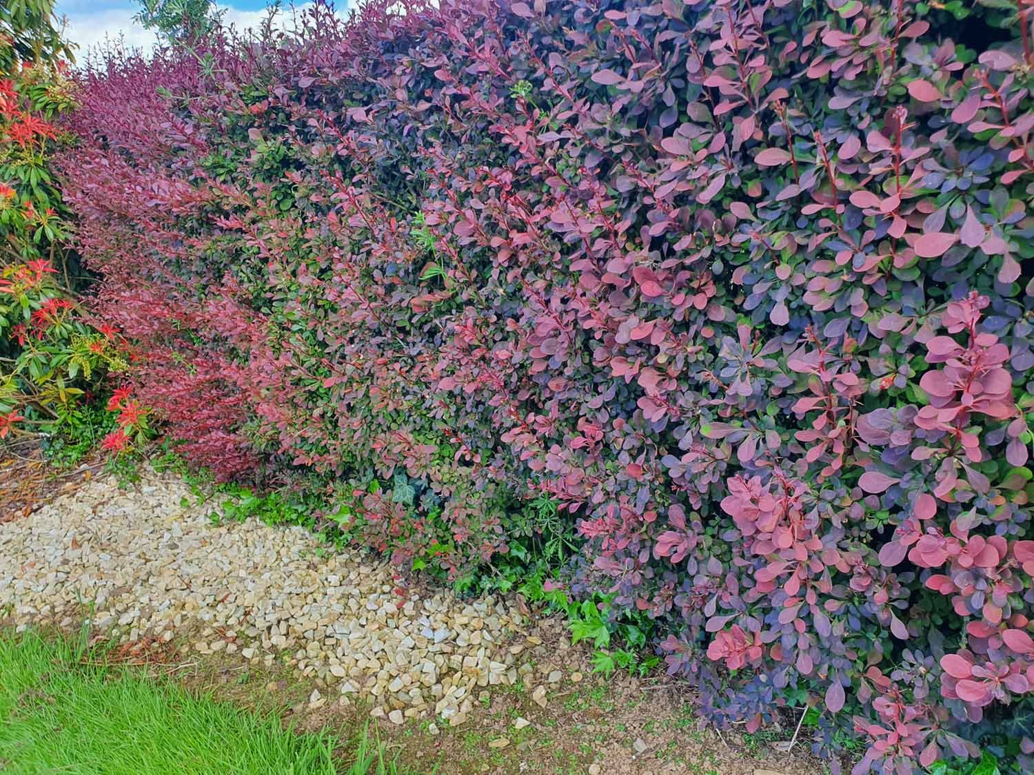 Berberis Hedges