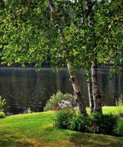 Birch Trees (Betula Pendula)