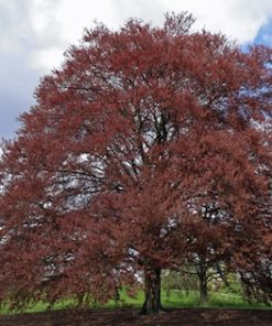 Copper Beech Trees (Fagus Sylvatica  Purpurea)