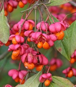 Spindle Bush (Euonymus Euroapeus)