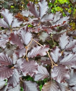 Alternative view of Copper Beech Hedges (Fagus Sylvatica Purpurea)