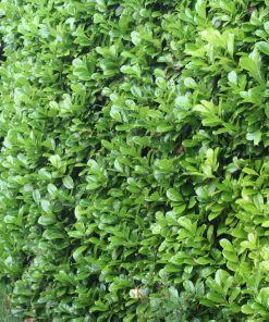 Alternative view of Bare Rooted Laurel Hedges (Prunus Rotunifolia)