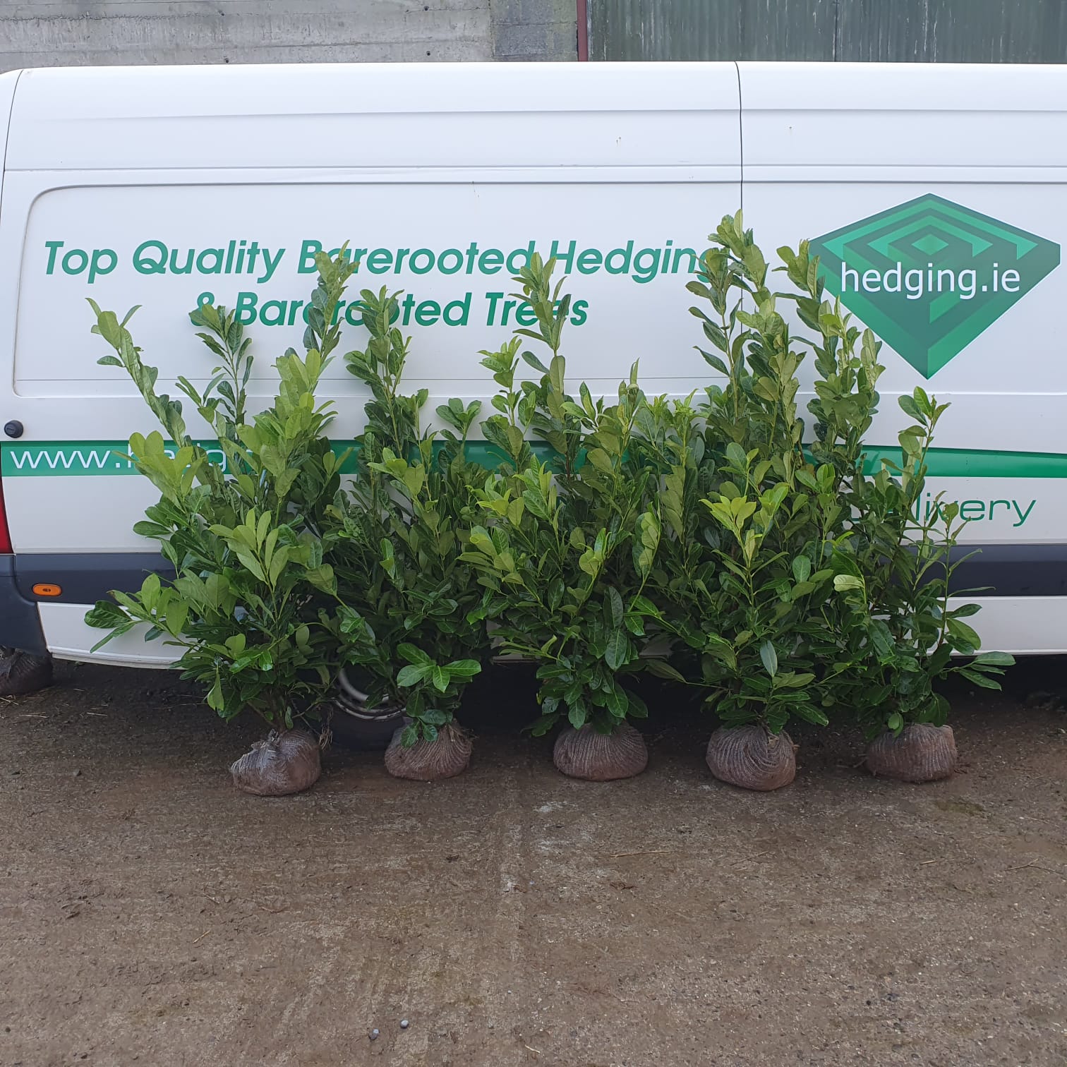 Potted Laurel Hedges - Image 2